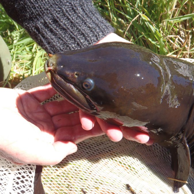 Aquatic life - Manawatu River